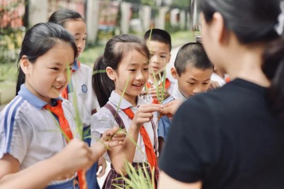 深圳市宝安区滨海小学的劳动必修课(图1)