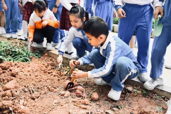 深圳市宝安区滨海小学的劳动必修课(图2)