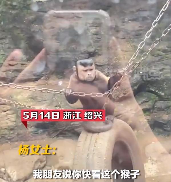 “国字脸猴”还是第一次见！目击者：看一眼就笑喷了