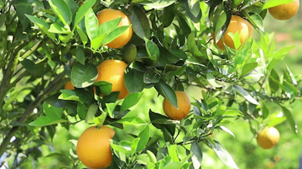 宁远：夏橙新鲜上市 产销两旺助农增收