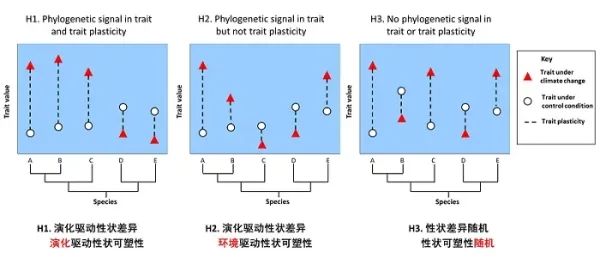 研究揭示气候变化下叶片性状及其可塑性的演化模式