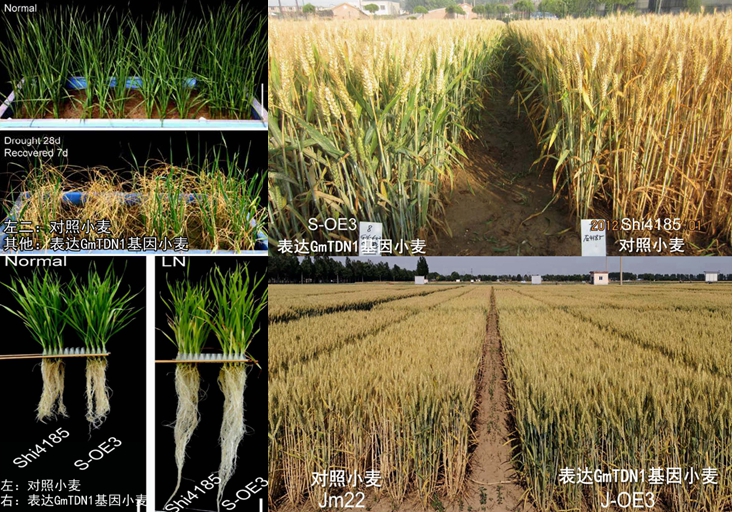 想同时提升小麦抗旱、吸肥能力？一个基因就搞定