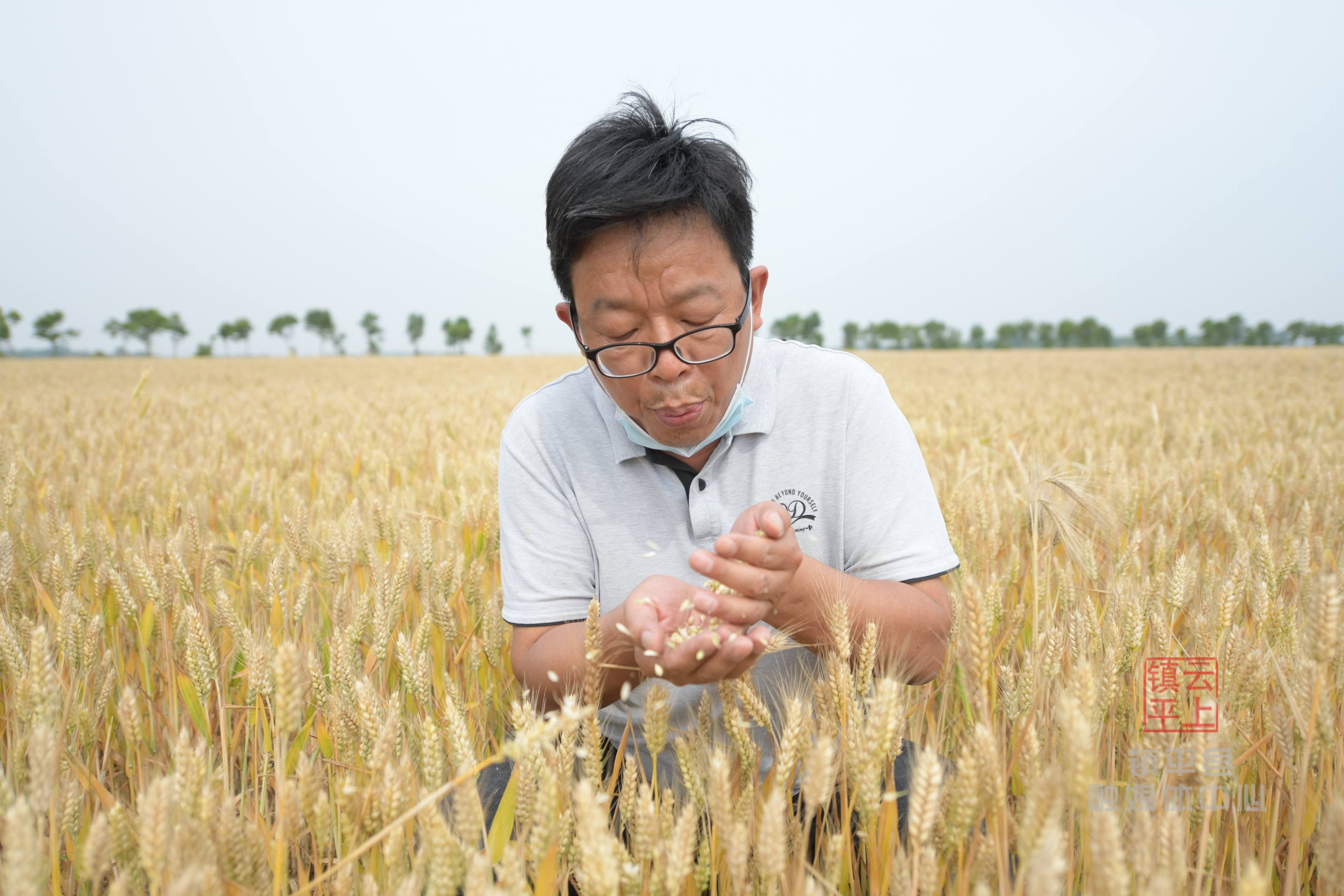 河南镇平：又是一年麦穗黄