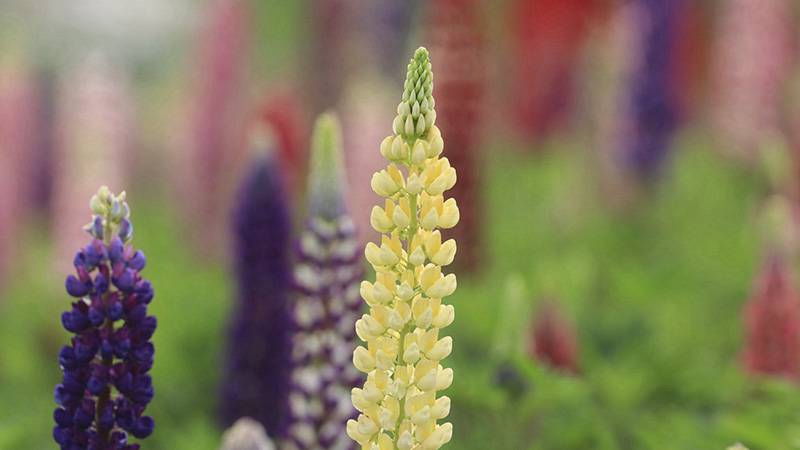 妈妈的心啊鲁冰花