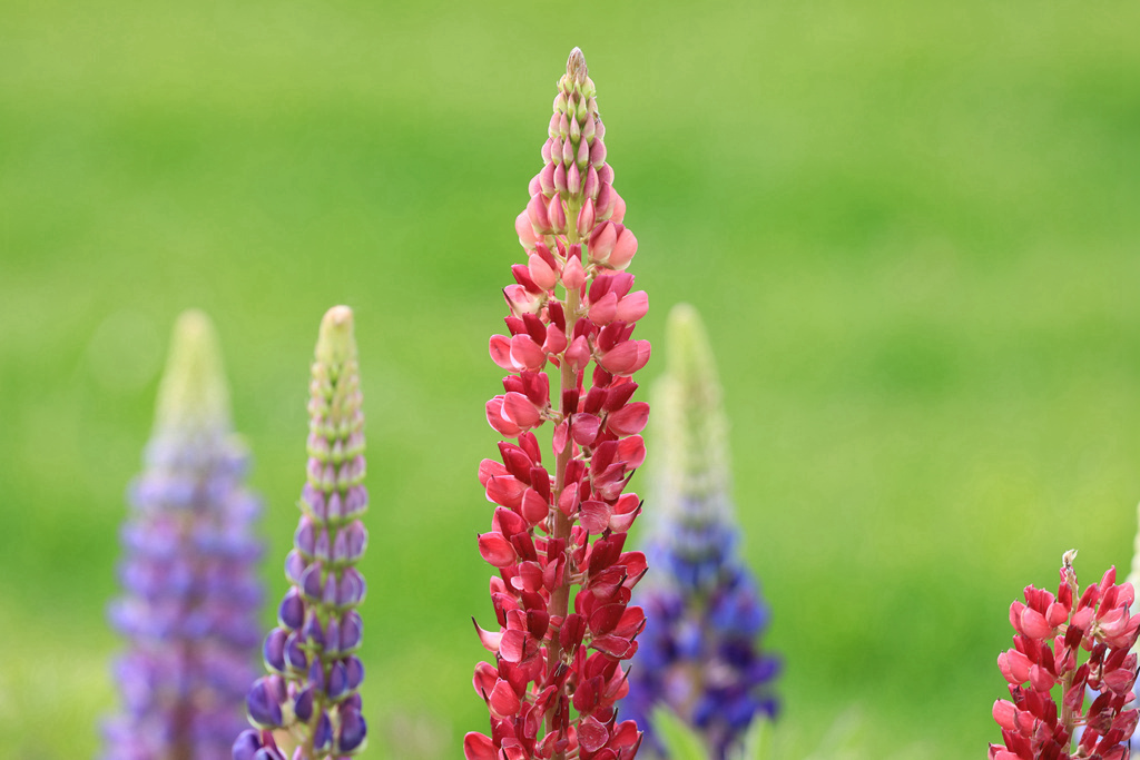 妈妈的心啊鲁冰花