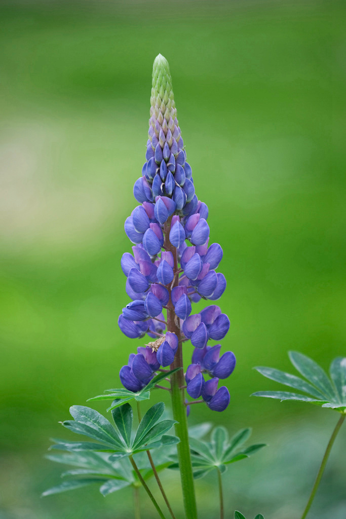 妈妈的心啊鲁冰花