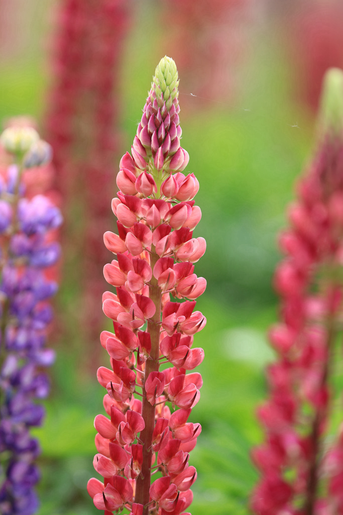 妈妈的心啊鲁冰花