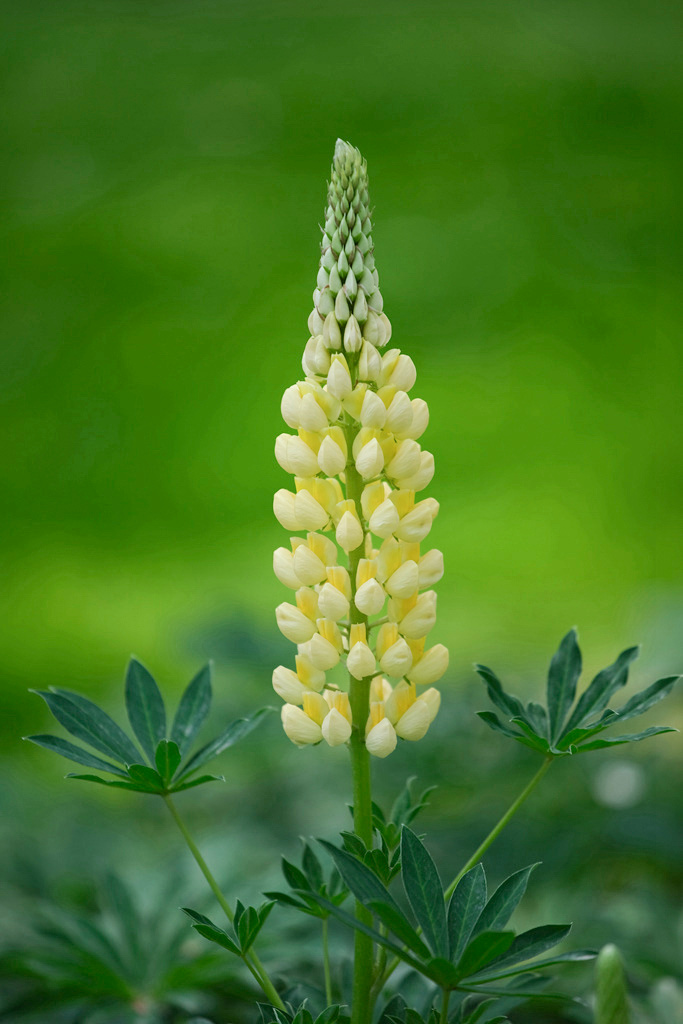 妈妈的心啊鲁冰花