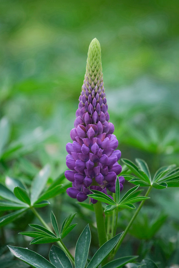 妈妈的心啊鲁冰花