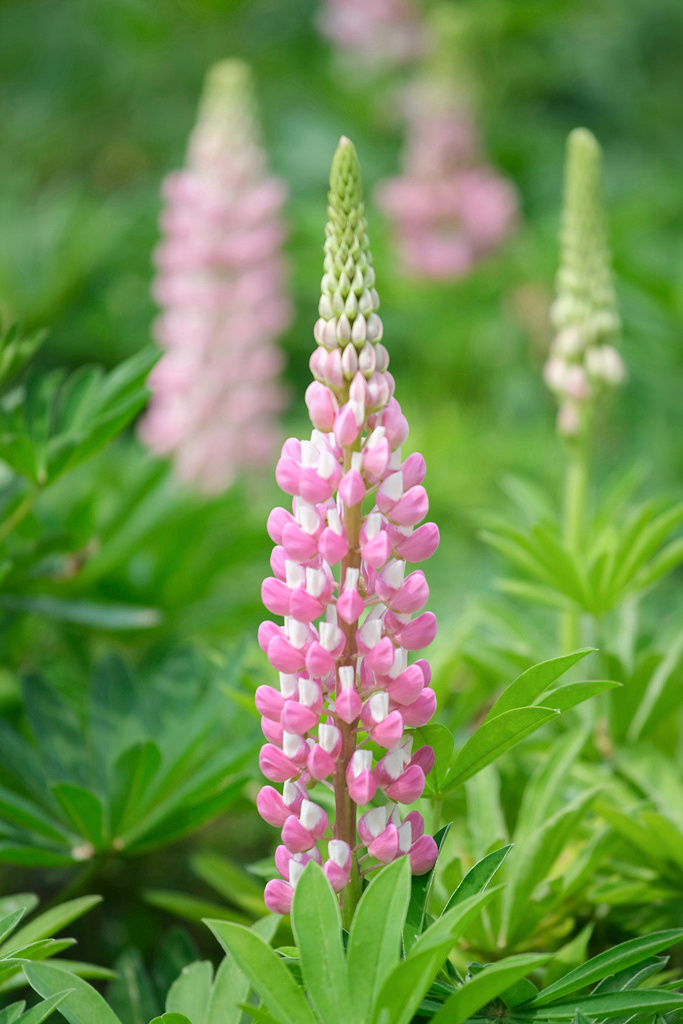 妈妈的心啊鲁冰花