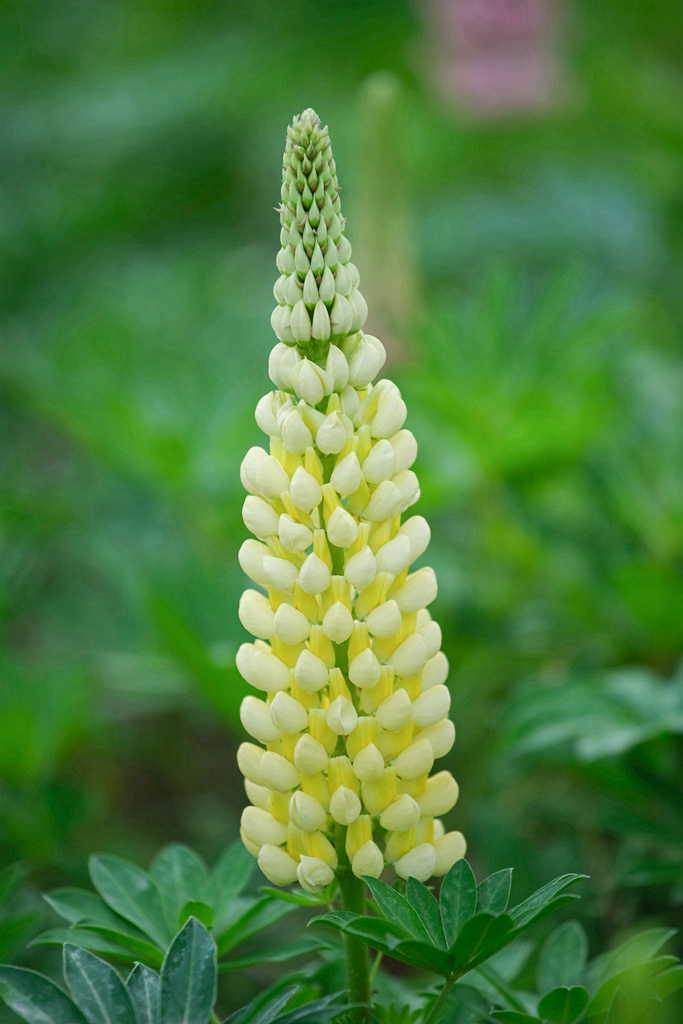 妈妈的心啊鲁冰花