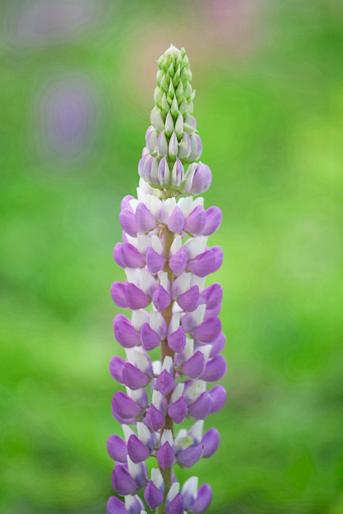妈妈的心啊鲁冰花