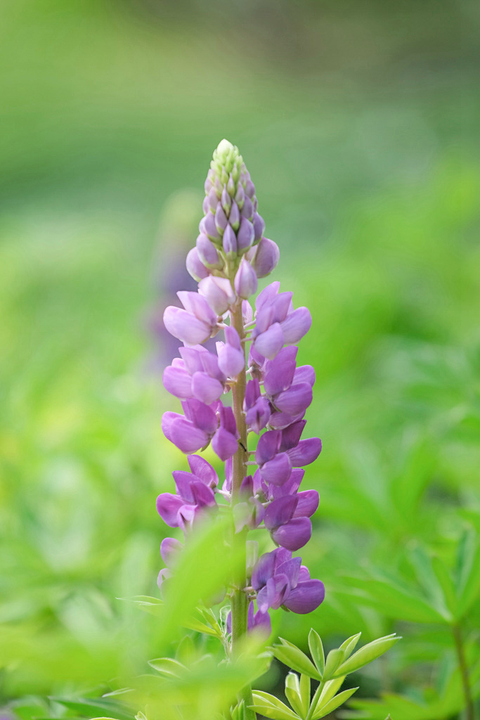 妈妈的心啊鲁冰花