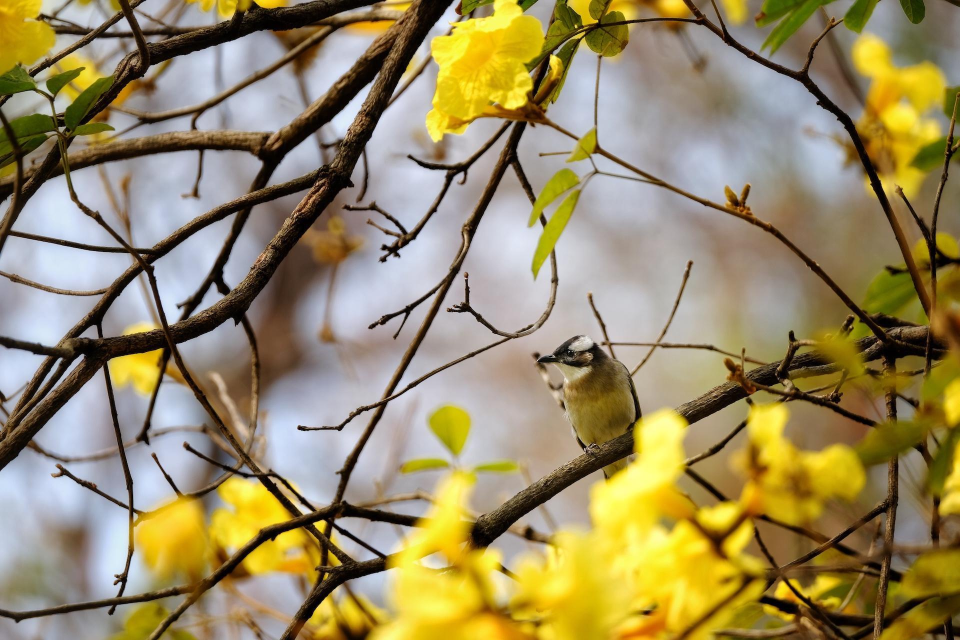 落水的红棉依然惊艳木棉黄花风铃木,木棉,宫粉紫荆 (洋紫荆),油菜花