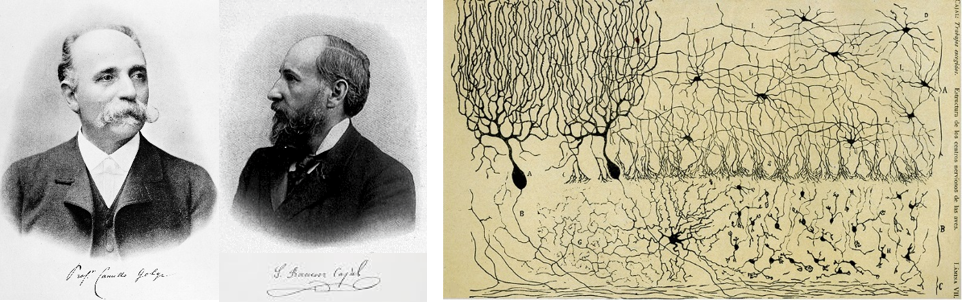 光照亮“想象源泉”：神经元显形利器大揭秘