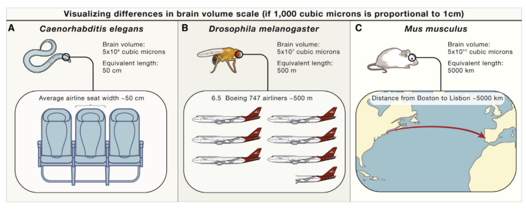 光照亮“想象源泉”：神经元显形利器大揭秘