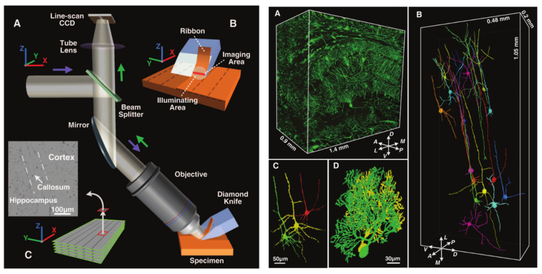 光照亮“想象源泉”：神经元显形利器大揭秘
