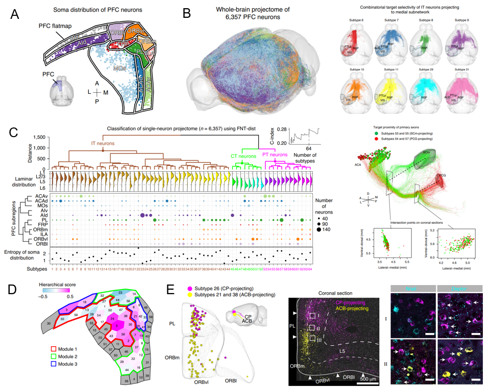 光照亮“想象源泉”：神经元显形利器大揭秘