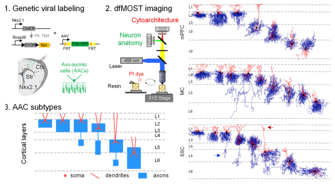 光照亮“想象源泉”：神经元显形利器大揭秘