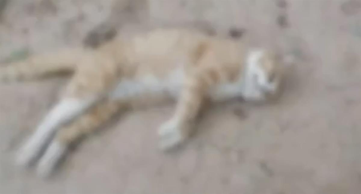 �ӱ�һС��20�������ﹷ�������������������ڵ���