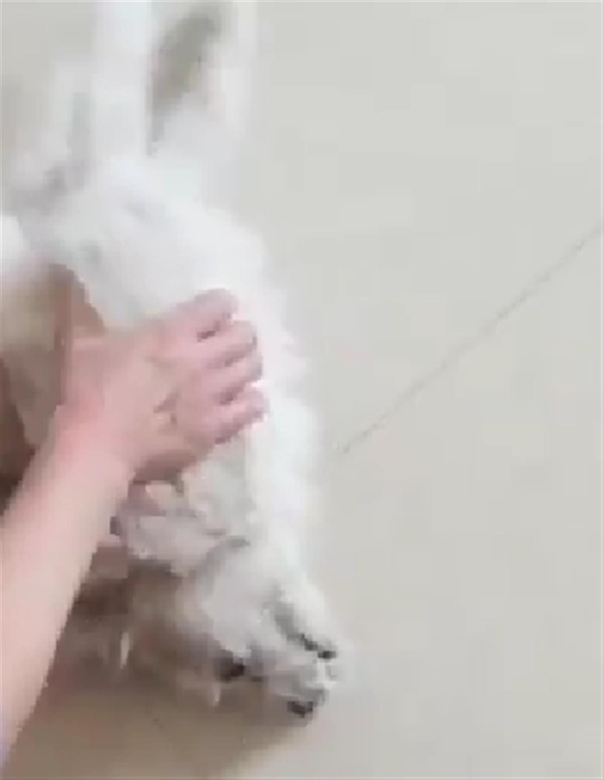 �ӱ�һС��20�������ﹷ�������������������ڵ���