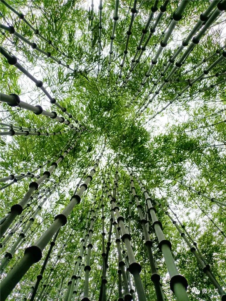 大关：做好竹产业融合发展文章 推动竹文化高质量发展