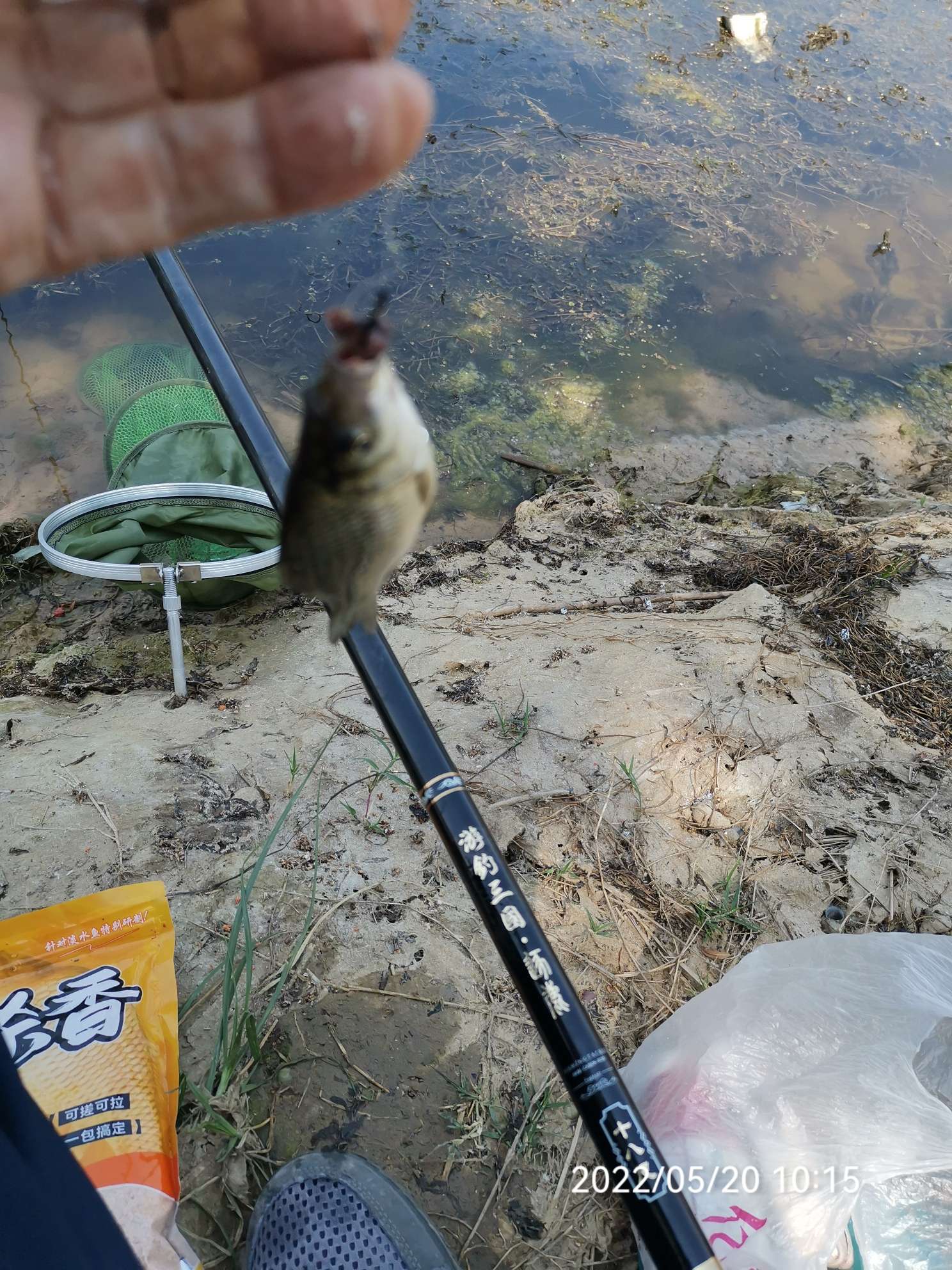 五月魚獲 跟風作釣臘山河 斤鲂為我送驚喜 天天看點