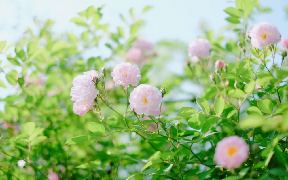 夜雨丨张奎：月亮湾的花儿说