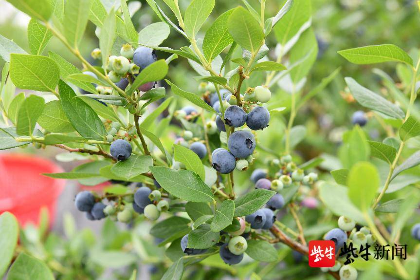 蓝莓、枇杷、西瓜……都熟啦 去南京溧水“采摘”夏日的甜蜜