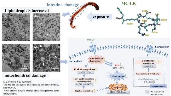 微囊藻毒素对摇蚊幼虫毒性作用及其机制研究取得进展