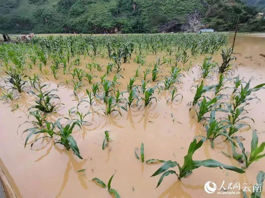 南方多地突发暴雨，Ⅳ级应急响应启动！灾害来袭如何自救→