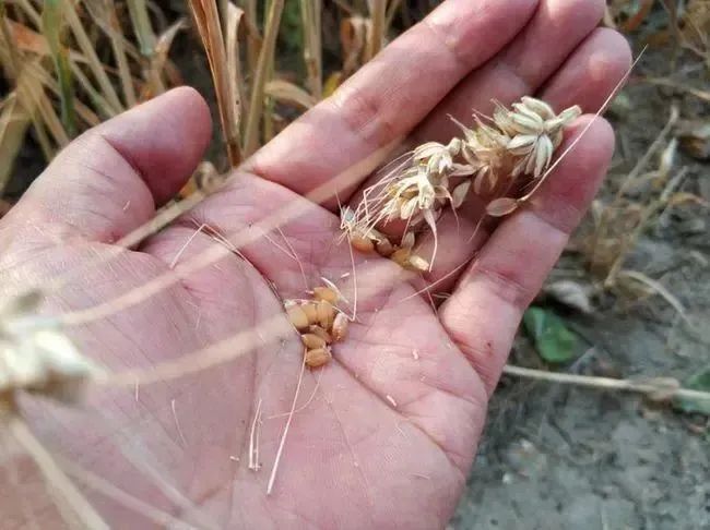 小麥長成啥樣收割產(chǎn)量高？哪家面粉廠收購價最高？