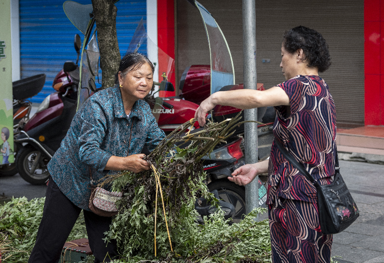 端午节十里不同俗丨走进湖南炎陵“百草园”