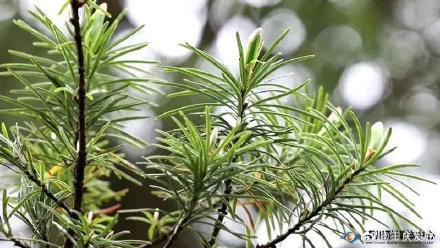 572株！金佛山野生银杉数量首次确认