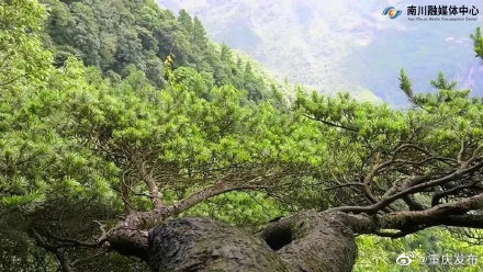 572株！金佛山野生银杉数量首次确认