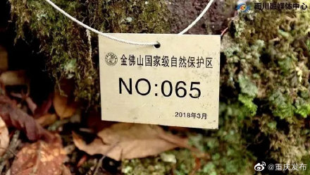 572株！金佛山野生银杉数量首次确认