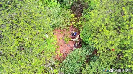 572株！金佛山野生银杉数量首次确认