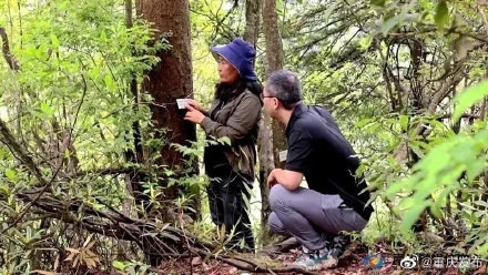 572株！金佛山野生银杉数量首次确认