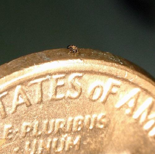 新型机器人比跳蚤还小！组装技术获多篇顶刊封面