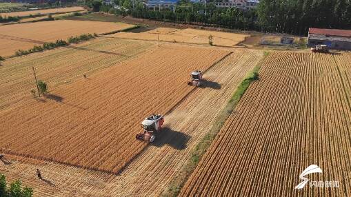 9萬多臺套農(nóng)機具嚴(yán)陣以待！濰坊500多萬畝小麥自西向東迎來“收獲季”