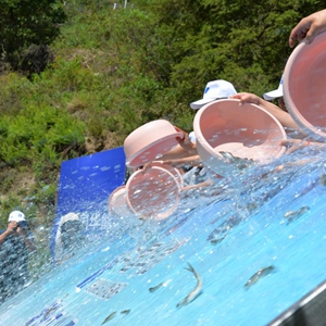 10.3万尾珍稀特有鱼苗放流澜沧江