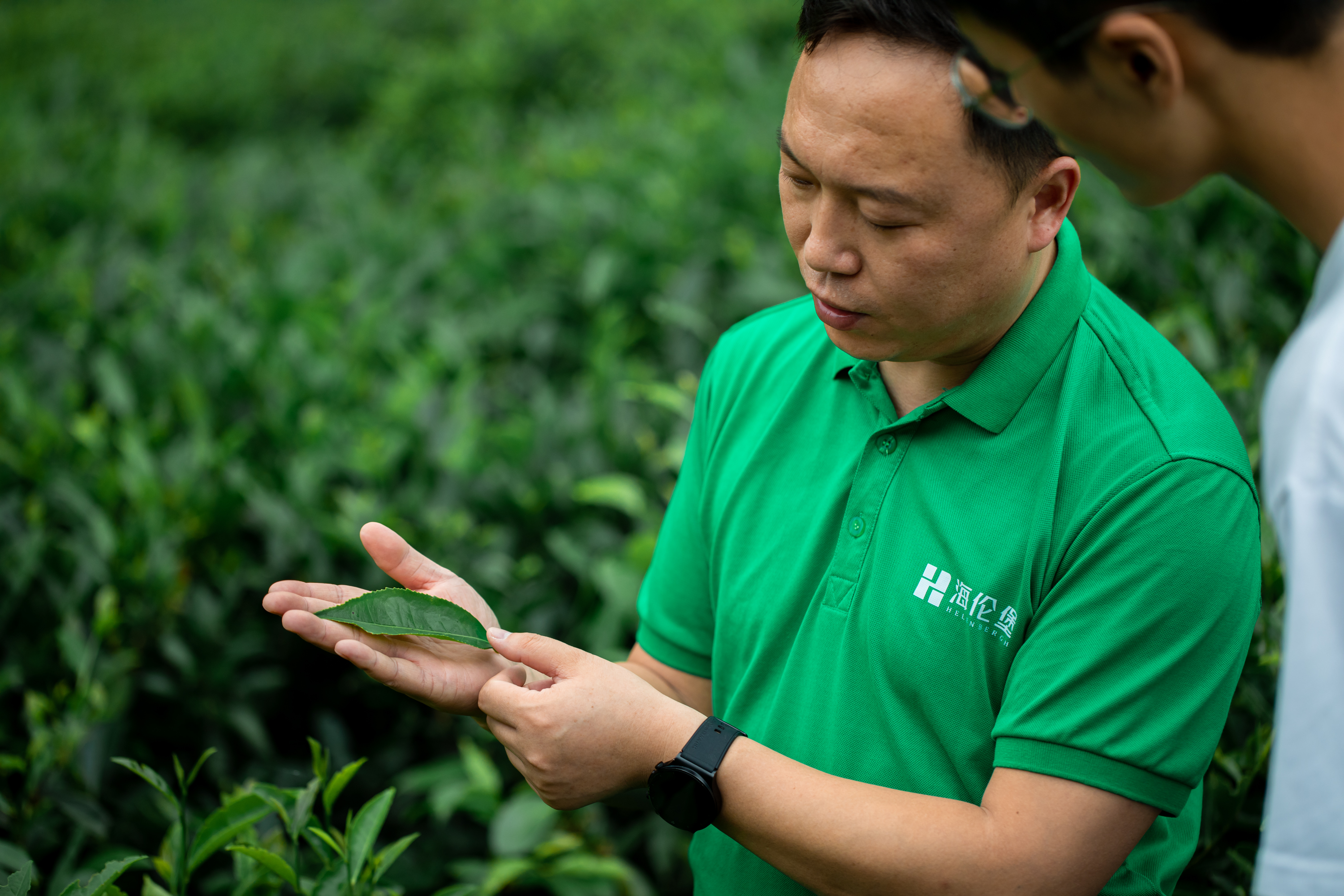 乡村振兴中的海伦堡连南“茶香”