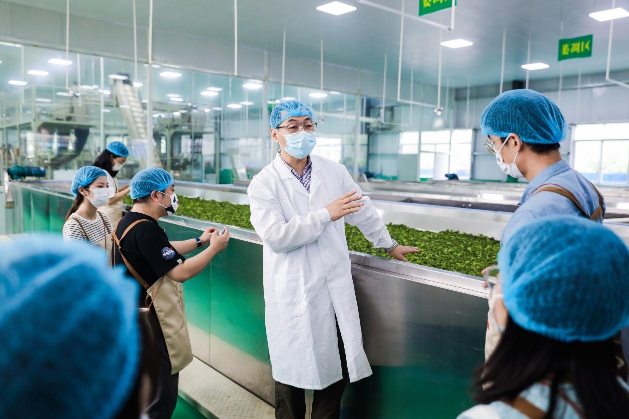 乡村振兴中的海伦堡连南“茶香”