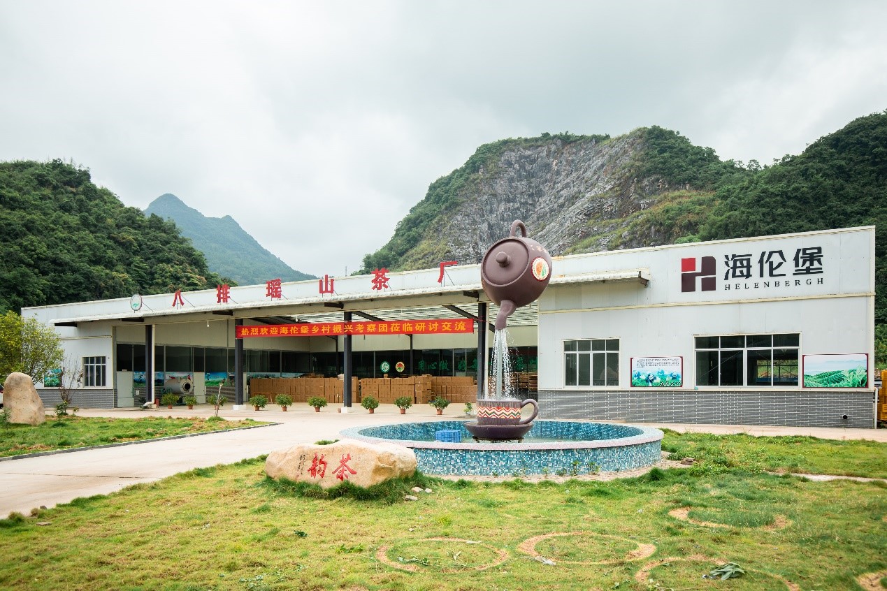 乡村振兴中的海伦堡连南“茶香”