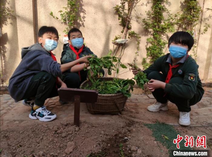 石家庄小学生种上“校园责任田”助力国际生态学校创建