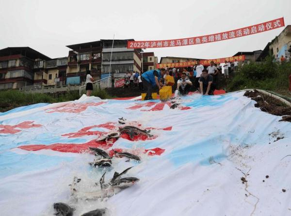 泸州龙马潭：集中销毁600余根鱼竿 增殖放流近30万尾鱼苗