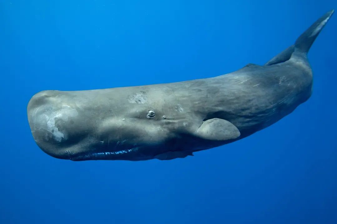 自然抹香鲸很“渣”？鱼也会飞？揭秘有趣的海洋生物