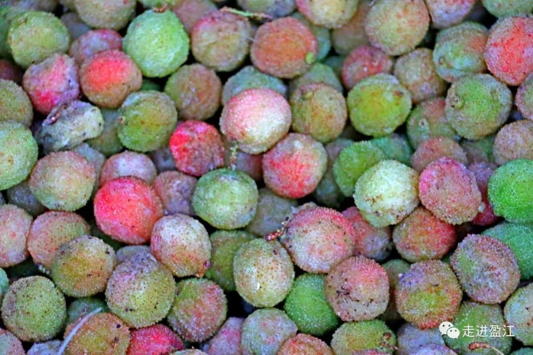 A bowl of bayberry, attracting countless Dehong people to 