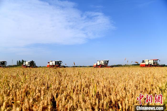 河北阜城1153臺收割機開鐮 確保小麥顆粒歸倉(圖)