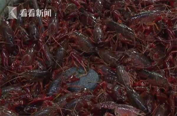 上海市民下月有望吃到便宜“菜场小龙虾”(上海菜市场小龙虾价格)